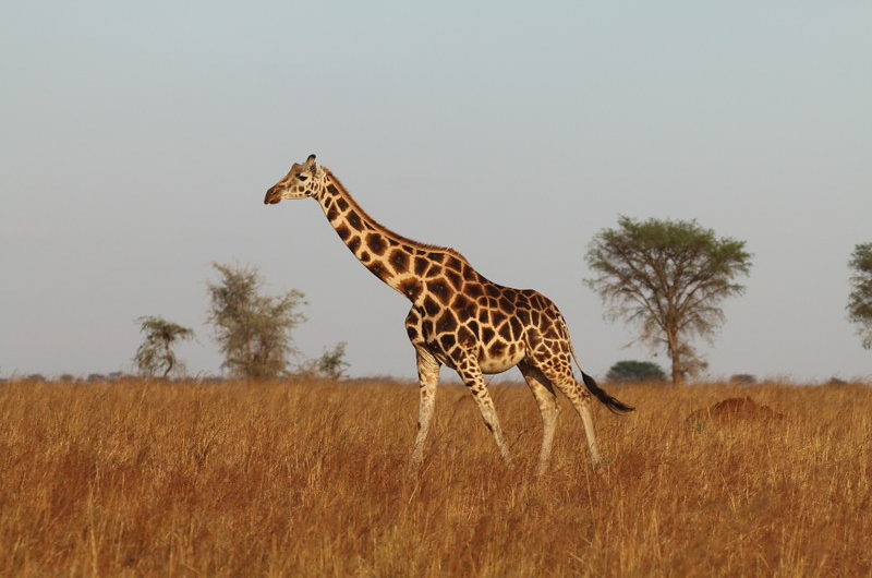 giraffe at Murchison falls park