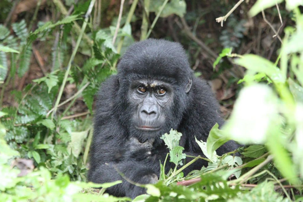 gorilla trekking Bwindi