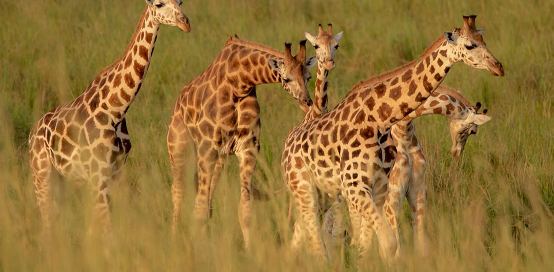 Uganda giraffes at Murchison Falls