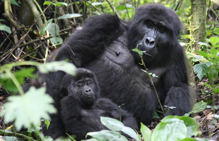 Uganda gorilla of Bwindi