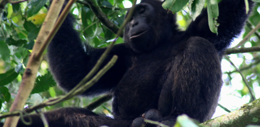 2 days chimpanzee tracking Kibale