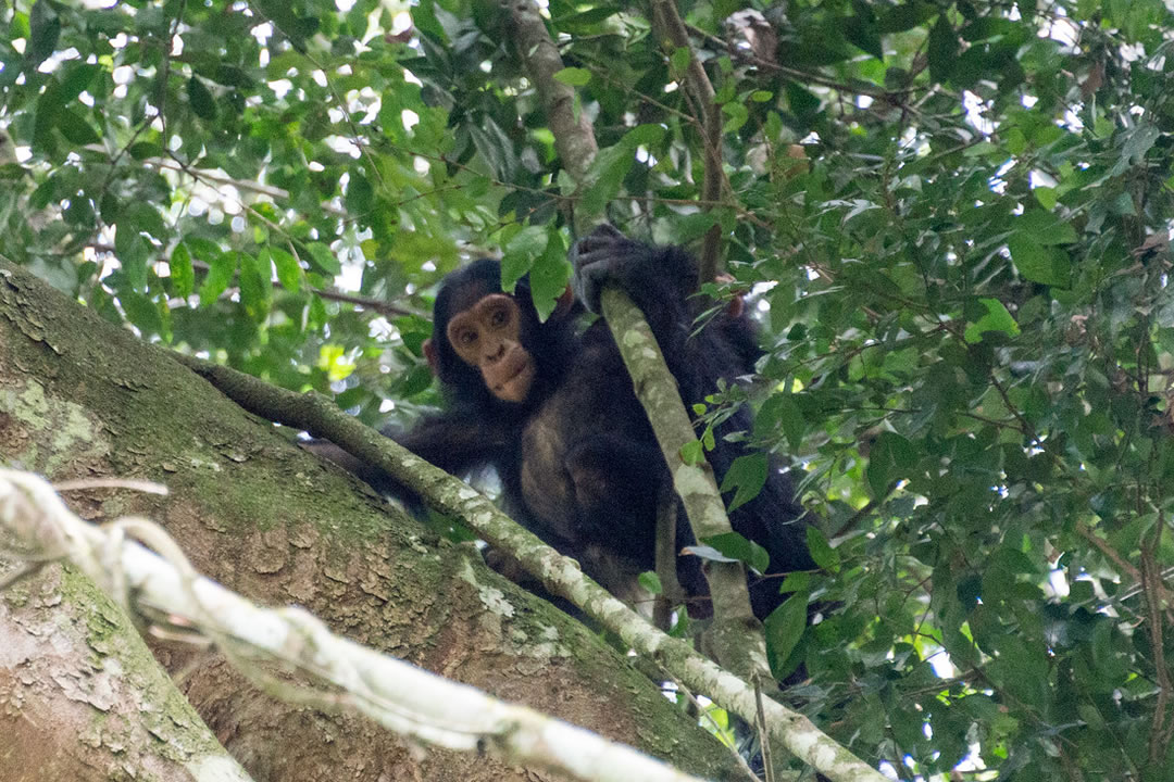 Uganda apes circuit safari tour