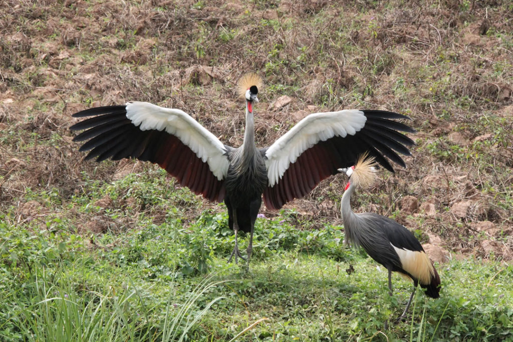 Birding safari in Uganda