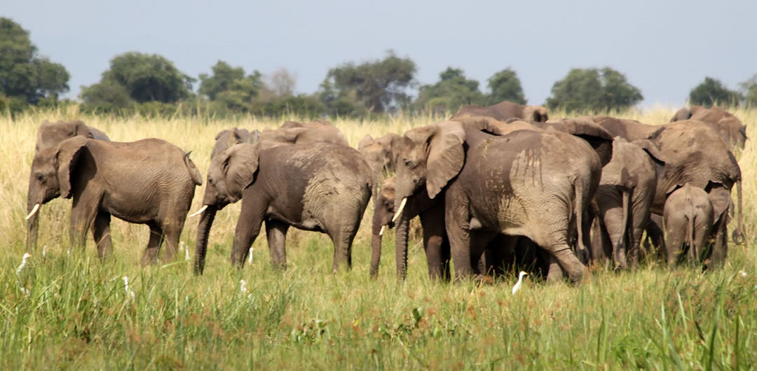 16 days Uganda adventure safari Holiday