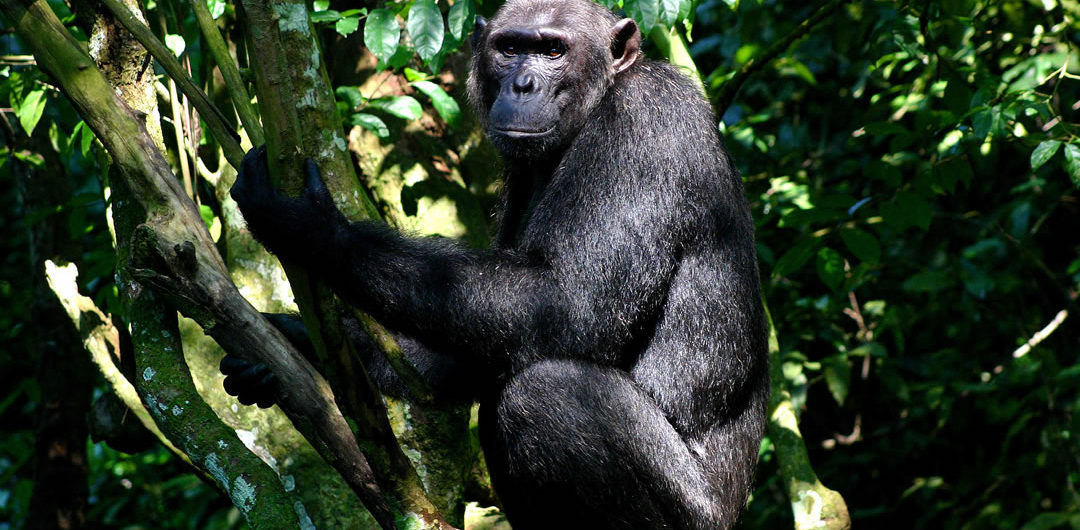 Uganda Primate Watch safari ,wildlife safari    
