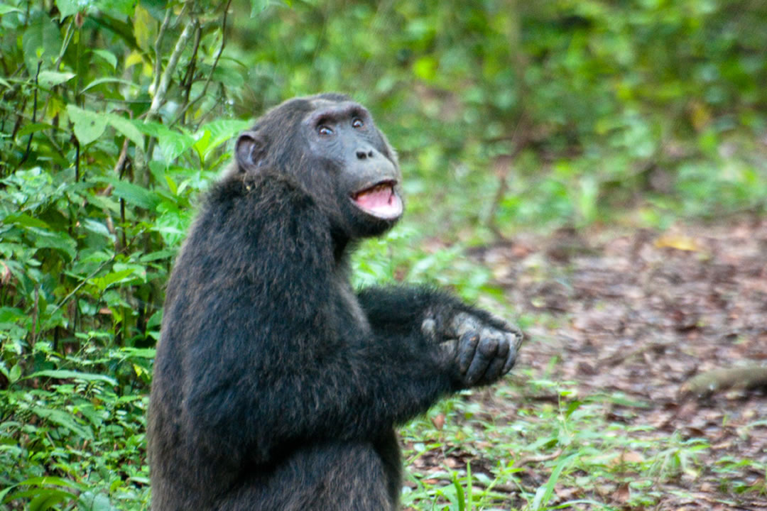 3 Days Chimpanzee Habituation Kibale