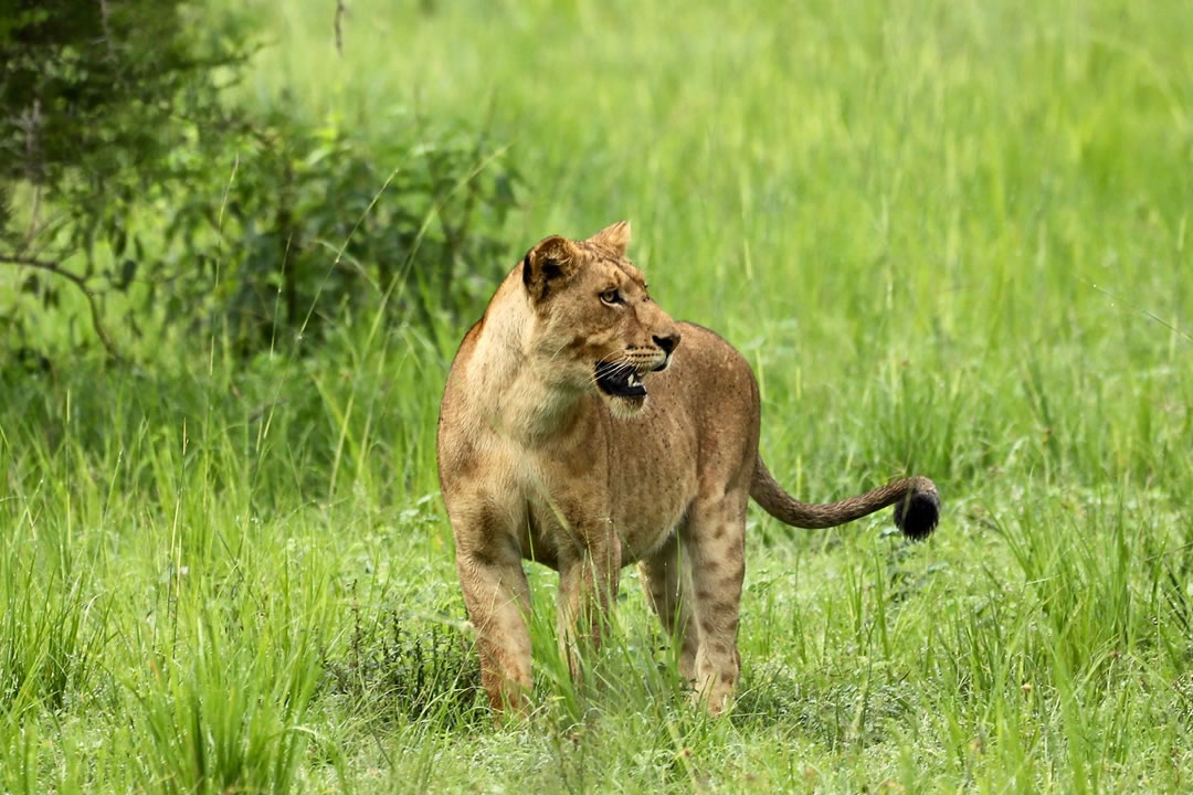 Uganda Wildlife tours
