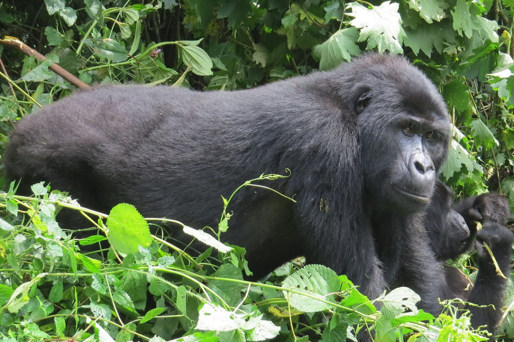 gorilla trekking bwindi