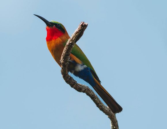 1 Day Mabira Forest