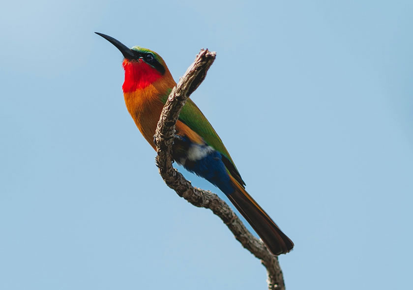 1 Day Mabira Forest