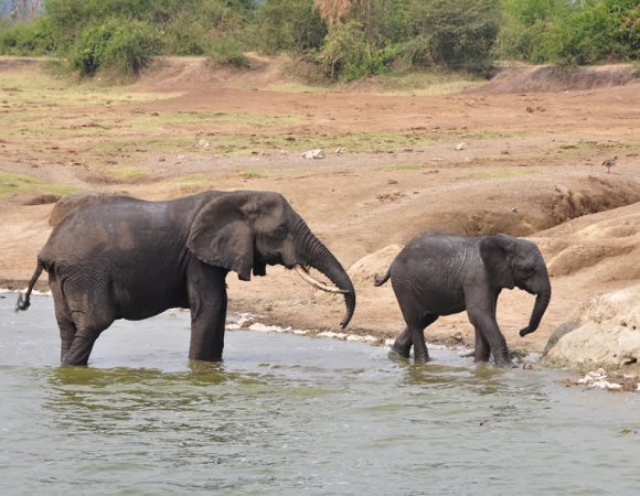 Big Five Game Viewing in Queen Elizabeth National Park