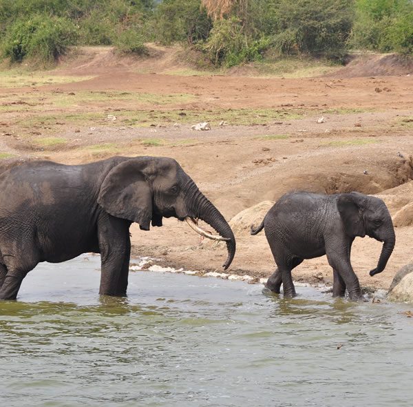 12 Days Uganda Wildlife  Holiday Tour 