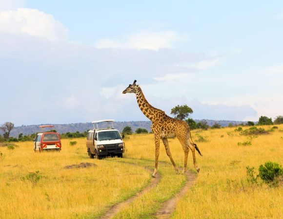  15 Days Best of Uganda Wildlife Safari Trip
