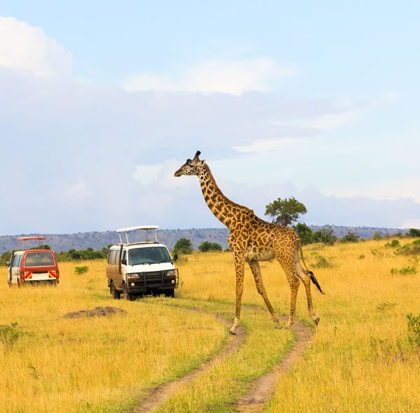  15 Days Best of Uganda Wildlife Safari Trip