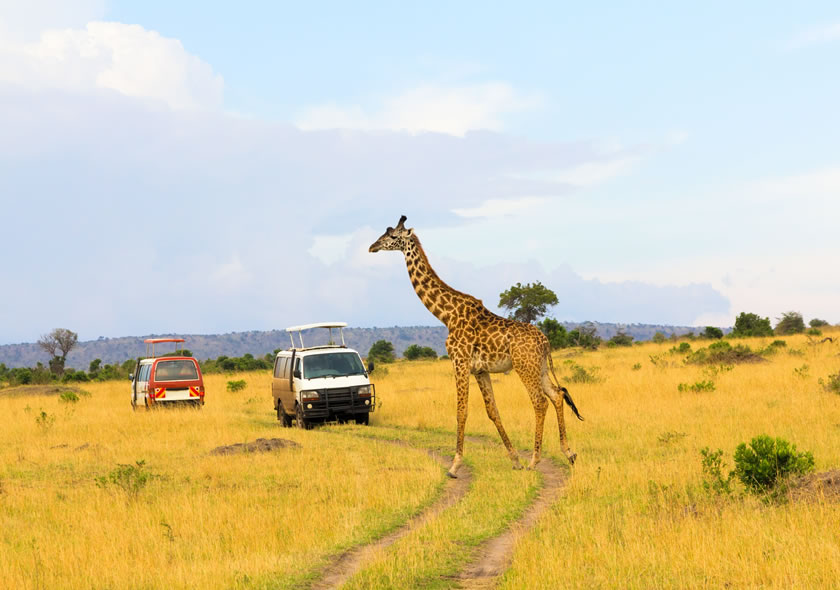  15 Days Best of Uganda Wildlife Safari Trip