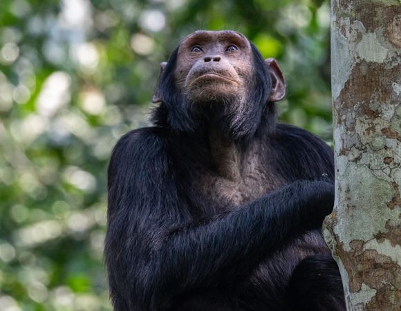 2 Days Chimpanzee Primates Tour at Kibale Forest National Park