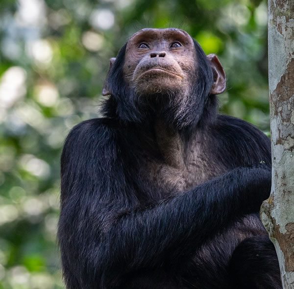 2 Days Chimpanzee Primates Tour at Kibale Forest National Park