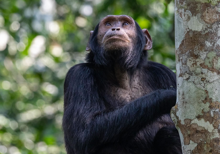 2 Days Chimpanzee Primates Tour at Kibale Forest National Park