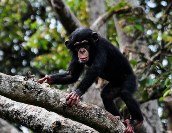 3 Days Primates Tour Kibale Forest National Park