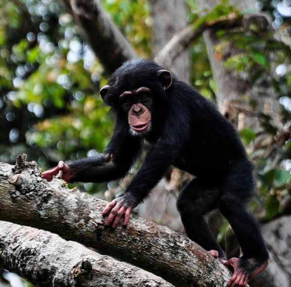 3 Days Primates Tour Kibale Forest National Park