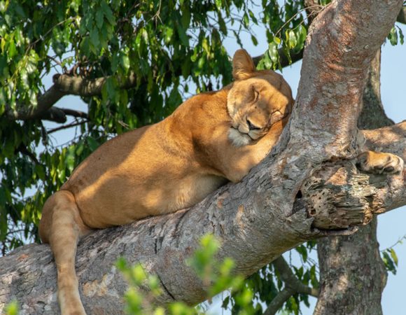 3 days Queen Elizabeth National park wildlife tour