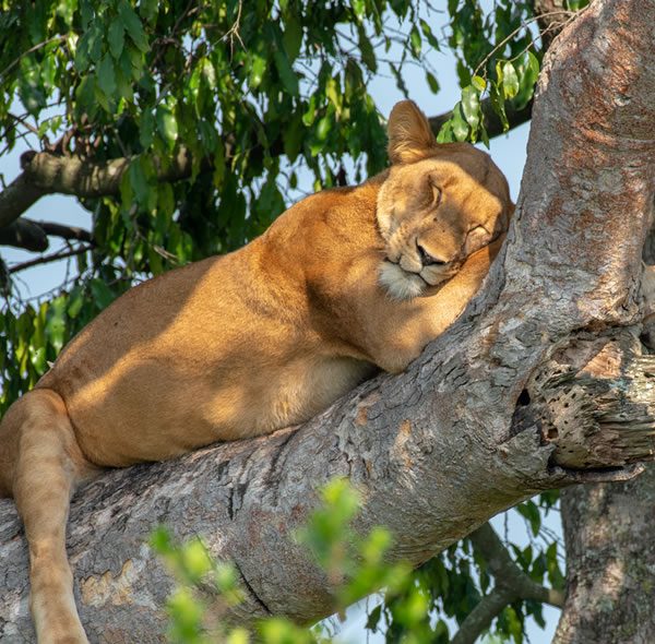 3 days Queen Elizabeth National park wildlife tour