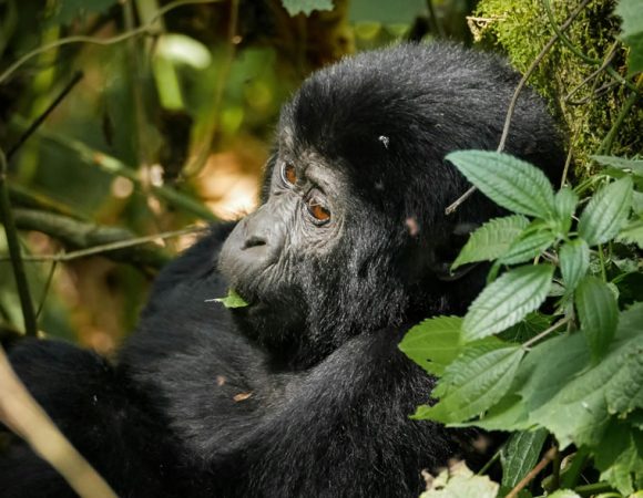 4 Days Uganda Gorillas and Wildlife Safaris to Queen Elizabeth