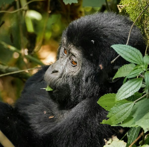 4 Days Uganda Gorillas and Wildlife Safaris to Queen Elizabeth