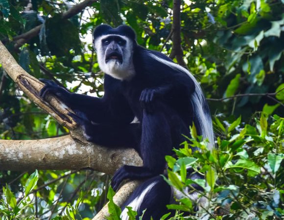6 Days Uganda Primate Watch Safari