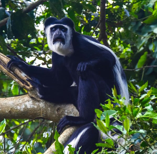 6 Days Uganda Primate Watch Safari