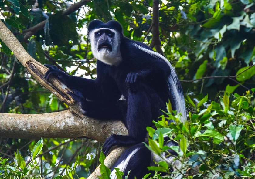 6 Days Uganda Primate Watch Safari