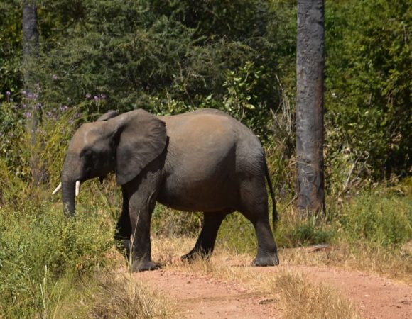 7 Days Game Viewing and Wildlife Safari to Uganda