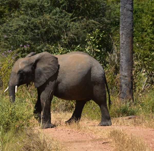 7 Days Game Viewing and Wildlife Safari to Uganda