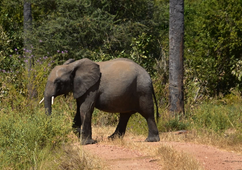 7 Days Game Viewing and Wildlife Safari to Uganda