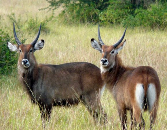 8 Days Uganda Safari Holiday Tour