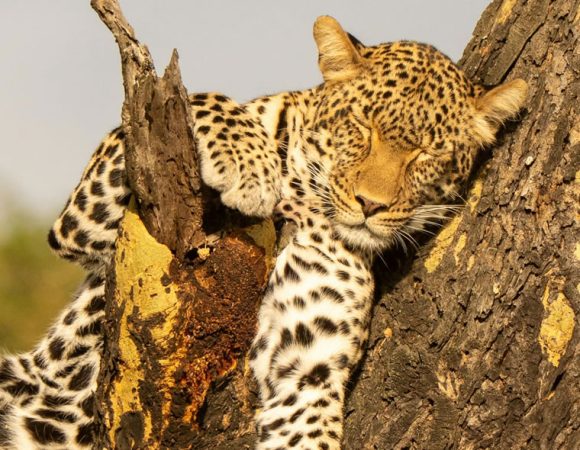 10 Days Best of Uganda Safari Tour