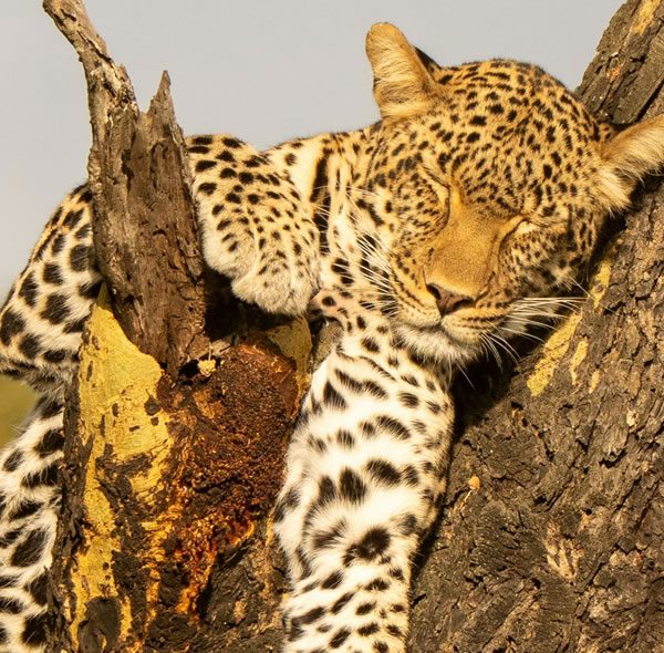 10 Days Best of Uganda Safari Tour