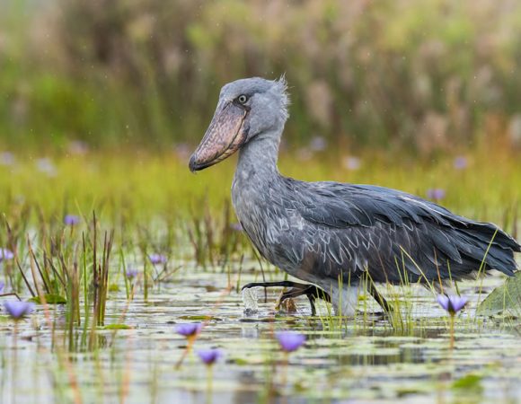 8 Days Uganda Birding Watching Tour Safari