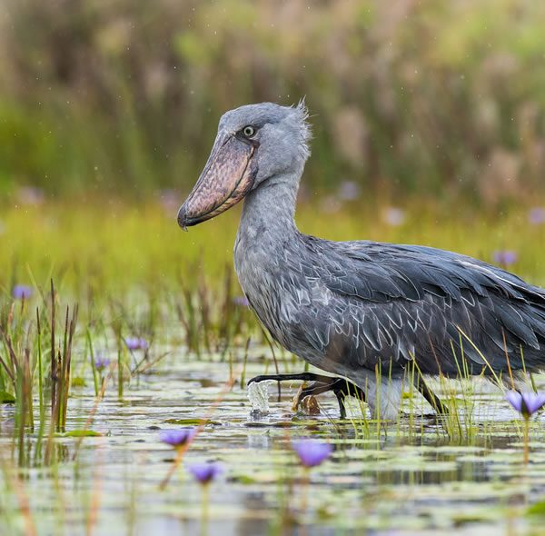 8 Days Uganda Birding Watching Tour Safari
