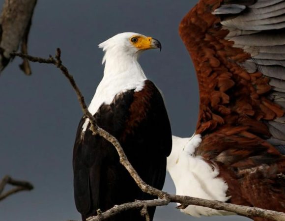 12 Days Uganda Birding Safari Tour