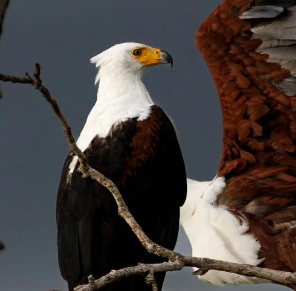 12 Days Uganda Birding Safari Tour