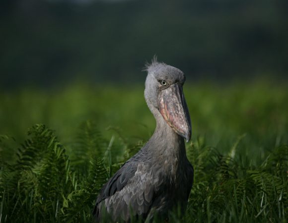 1 Day Birding Tour for Shoebill at Mabamba Swamp