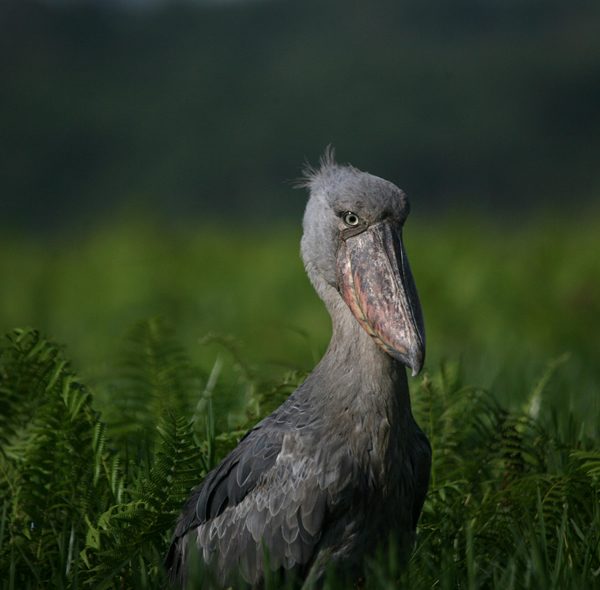 1 Day Birding Tour for Shoebill at Mabamba Swamp