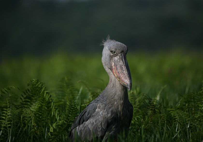 1 Day Birding Tour for Shoebill at Mabamba Swamp