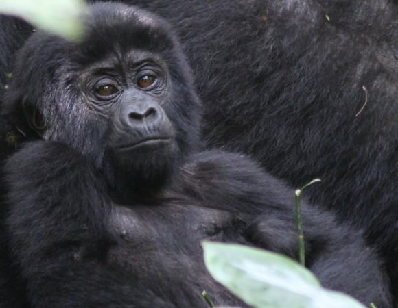 Gorilla Trekking in Bwindi Impenetrable Forest