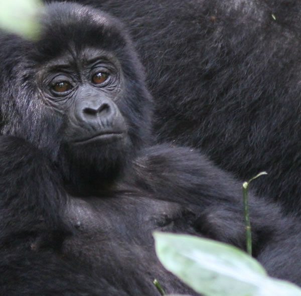 7 Days Uganda Gorilla and Chimpanzee Trekking Safari
