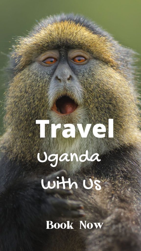 Uganda Golden Monkey Safari