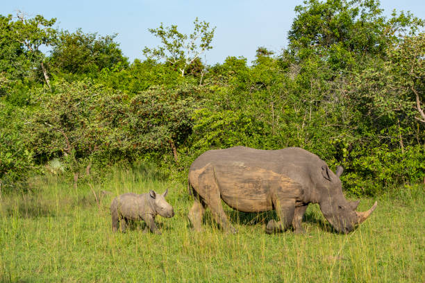 Ziwa Rhino Sanctuary in Uganda