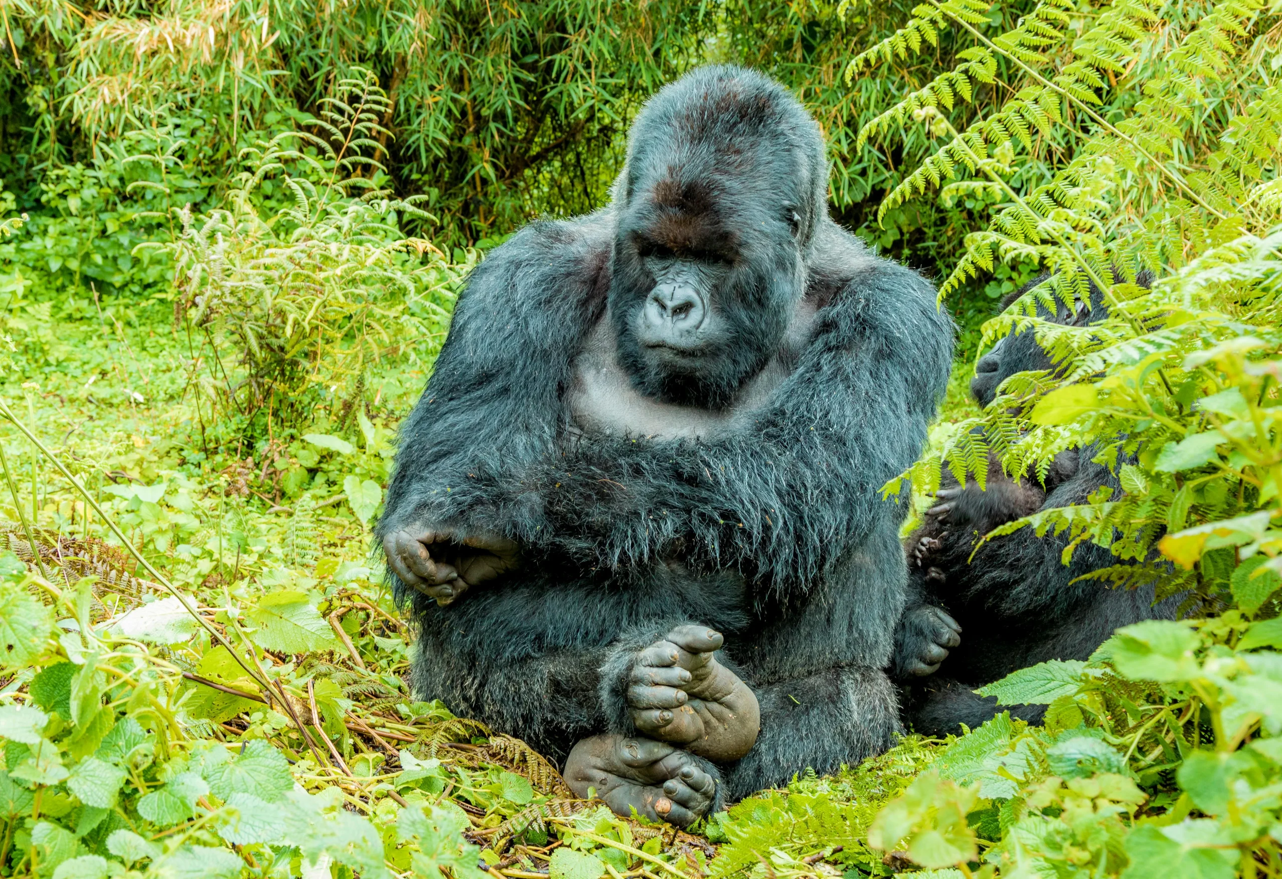Bwindi Forest
