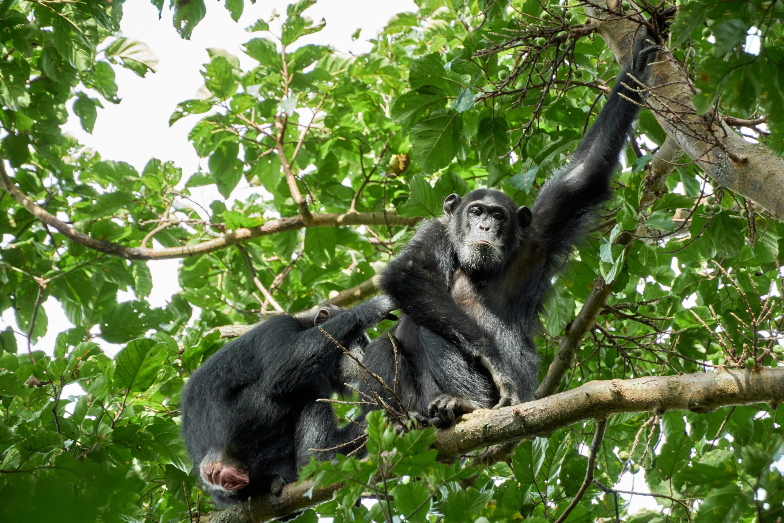 Kibale Forest